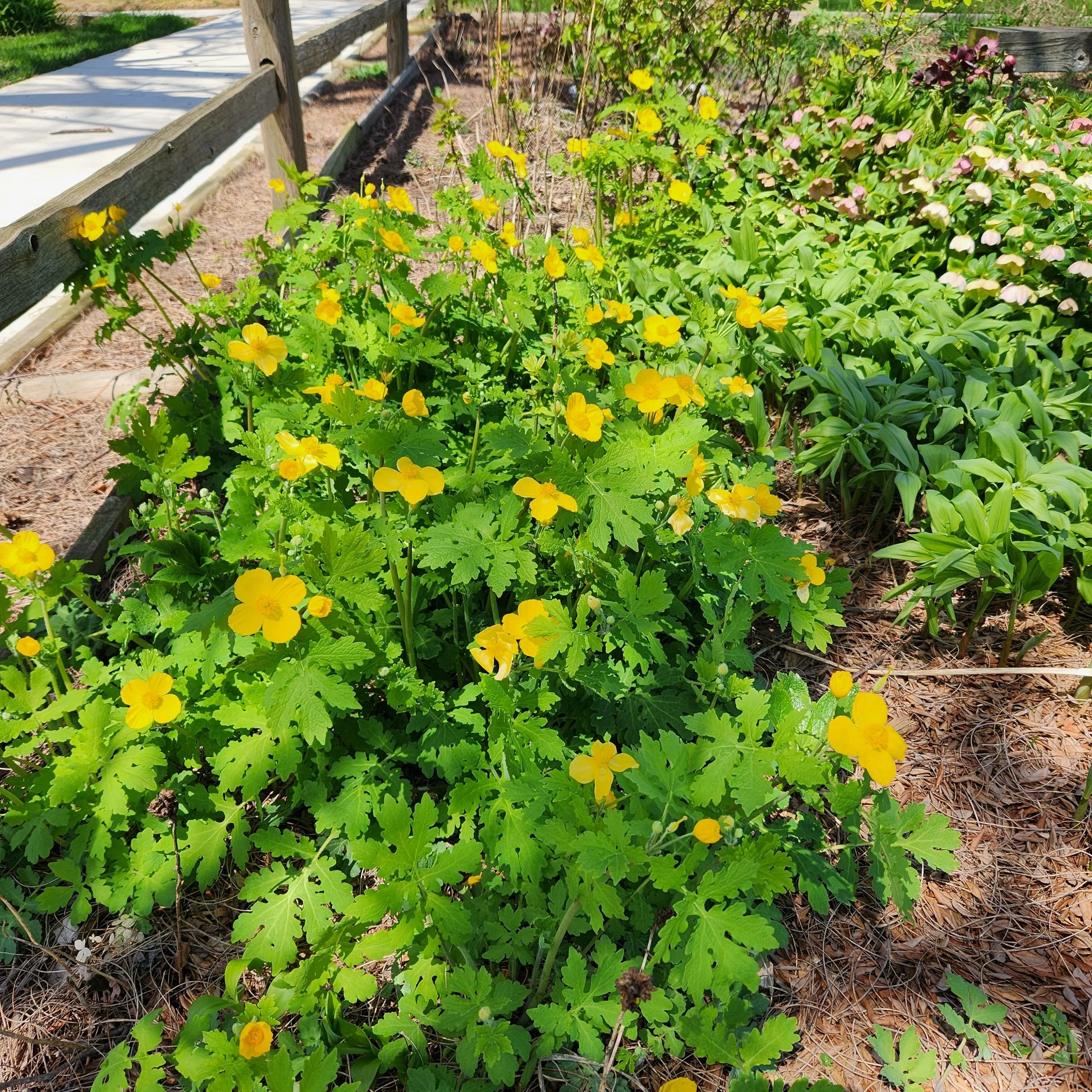 Stylophorum diphylium, Woodland Poppy — Detroit Abloom
